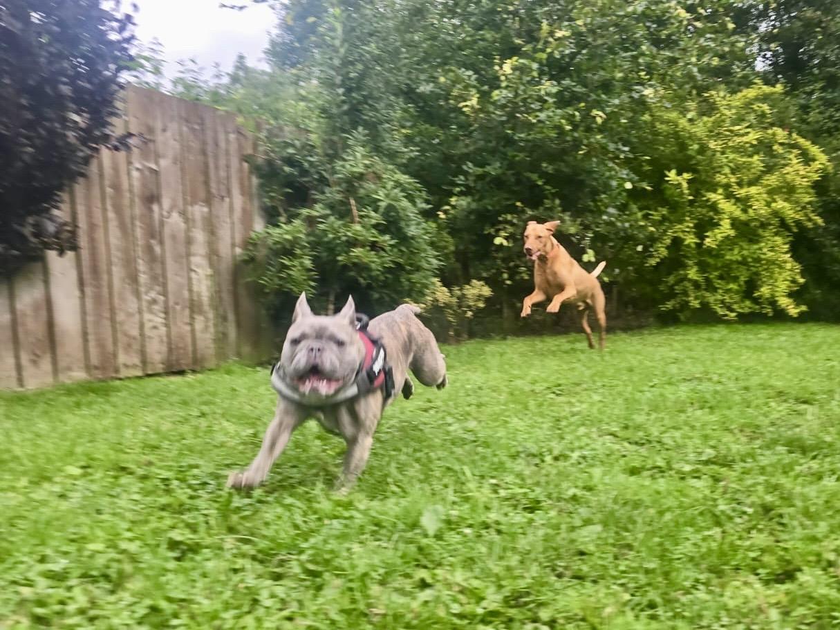 A grey French Bulldog with a red and black harness runs energetically across a grassy garden. Behind, a tan dog is mid-air, leaping high above the grass. The scene is bordered by a wooden fence on the left and green shrubbery on the right.