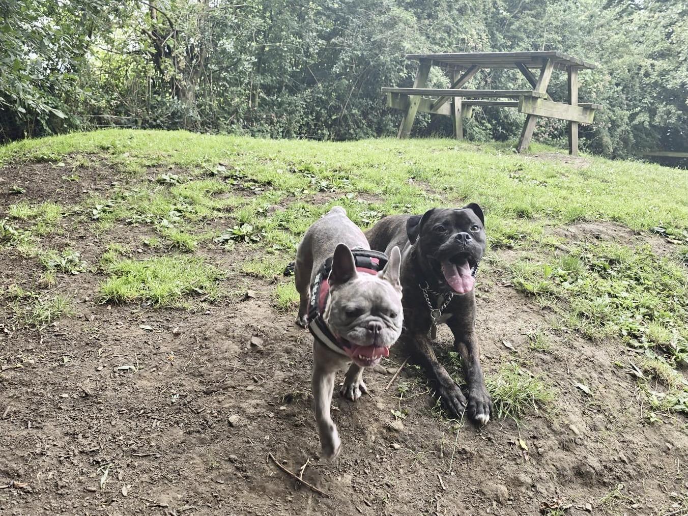 Two dogs rest on a dirt slope in a wooded area near a wooden picnic bench. On the left is a grey French Bulldog in a red and black harness. On the right is a black Staffordshire Bull Terrier with a silver chain collar. Both dogs are panting with tongues out.