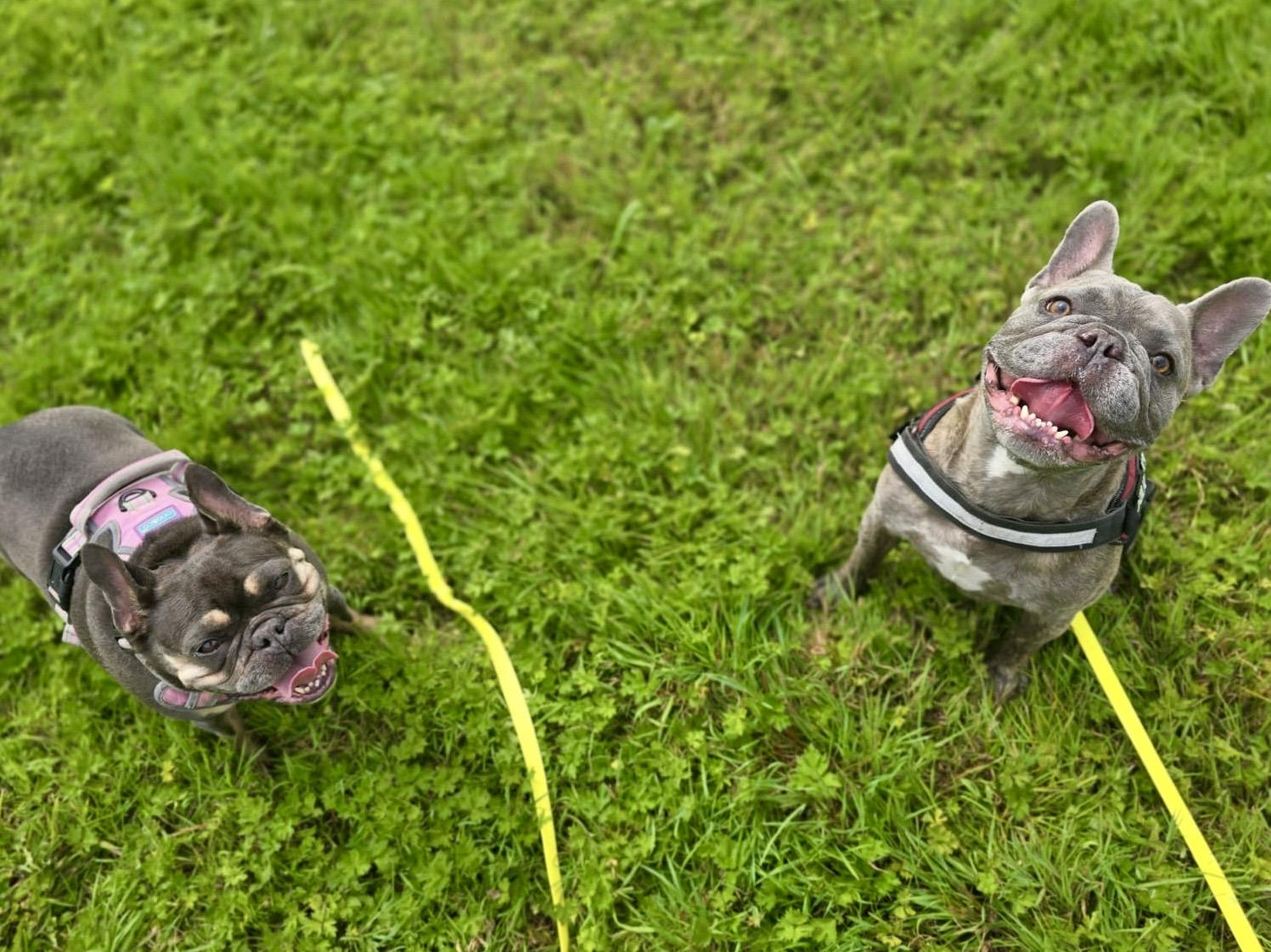 Two French Bulldogs sit on green grass, both looking up at the camera. The dog on the left wears a pink harness and has a darker coat. The dog on the right, lighter in colour and wearing a red and black harness, appears to be smiling. A yellow training lead is visible on the grass.