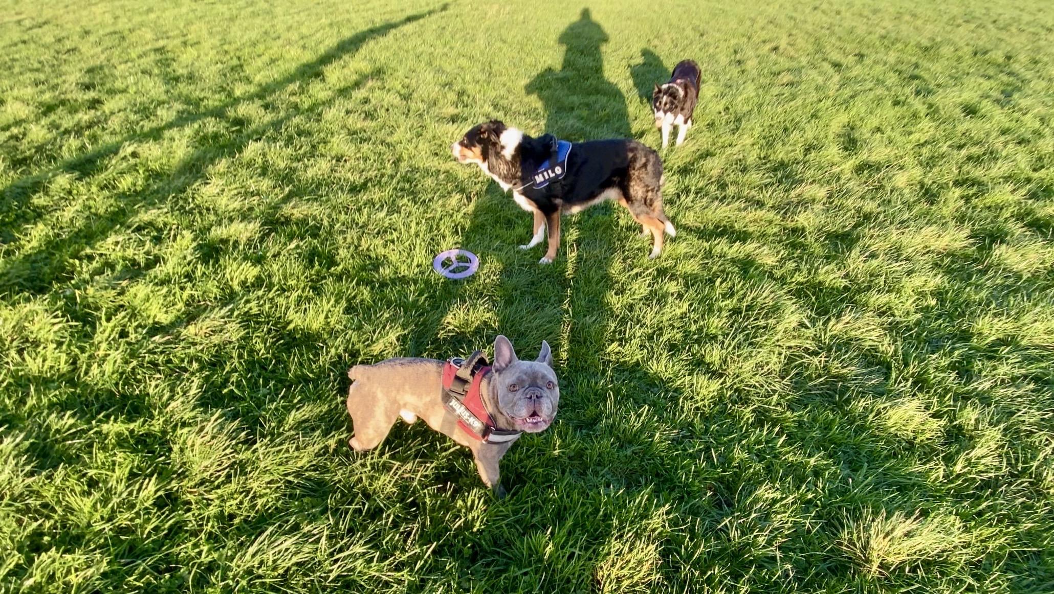 Three dogs on a grassy field in bright sunlight, including a French Bulldog wearing a red harness in the foreground and two Border Collies behind.